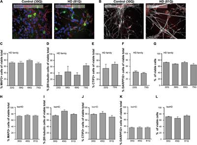 Mislocalization of Nucleocytoplasmic Transport Proteins in Human Huntington’s Disease PSC-Derived Striatal Neurons